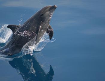 Dolphin Destin West Okaloosa Island